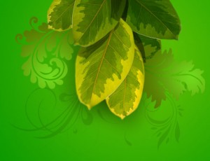 leaf1